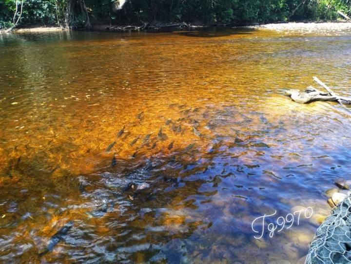 Belebar Homestay Taman Negara Pahang Malaysia Kuala Tahan Buitenkant foto